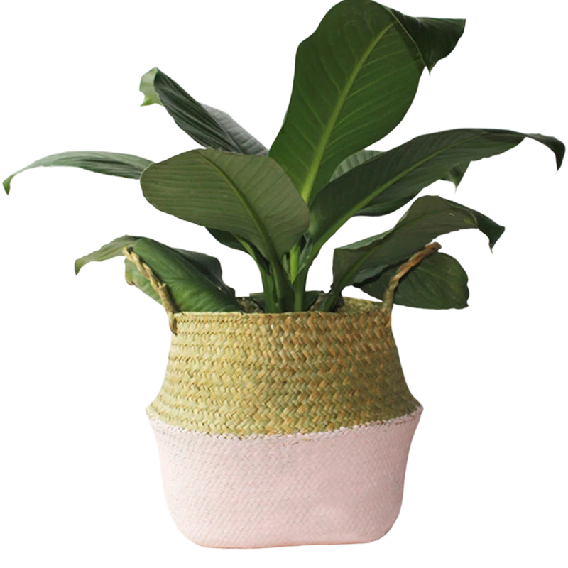 a green plant in a pink and white basket