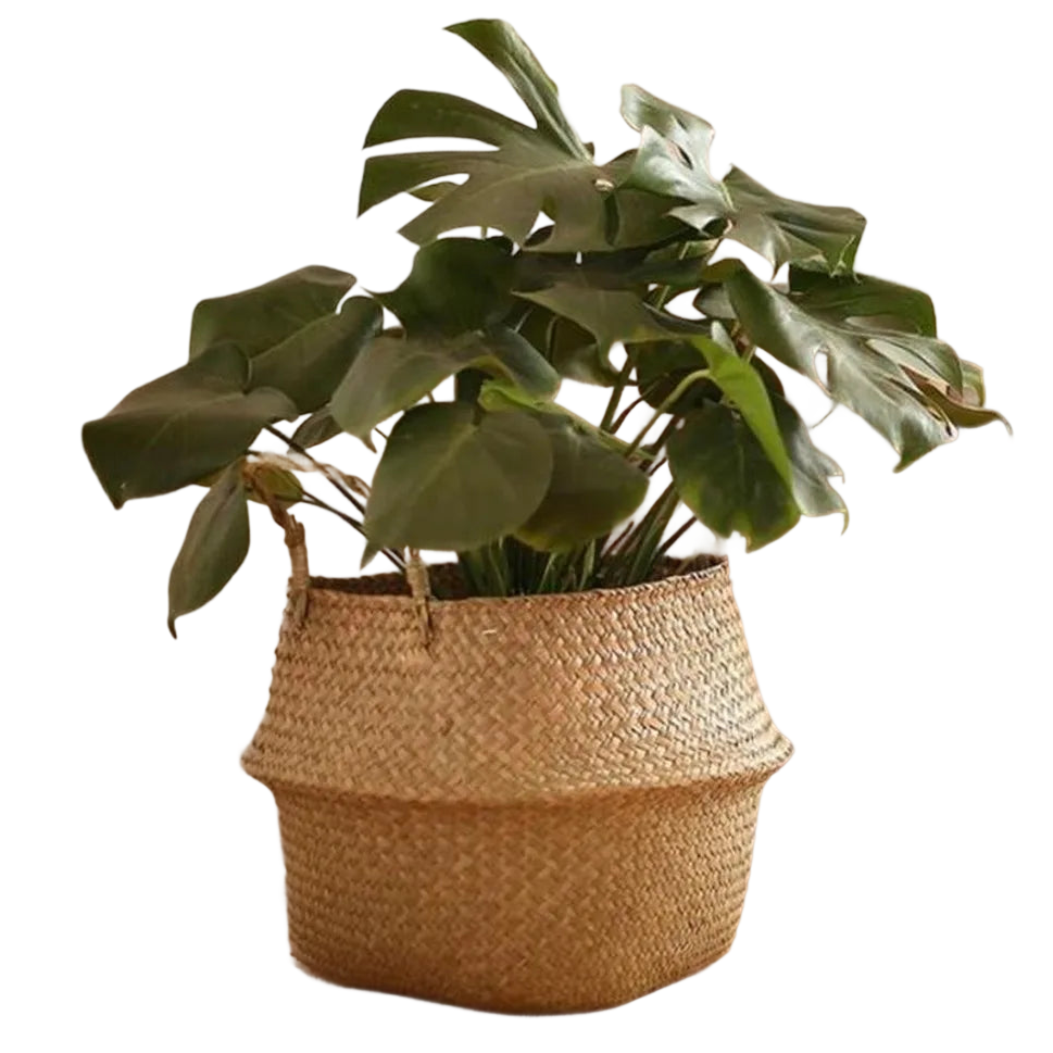 a plant in a woven basket on a black background