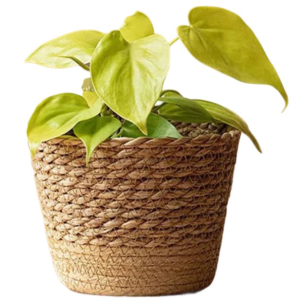 a basket with a plant in it sitting on a table