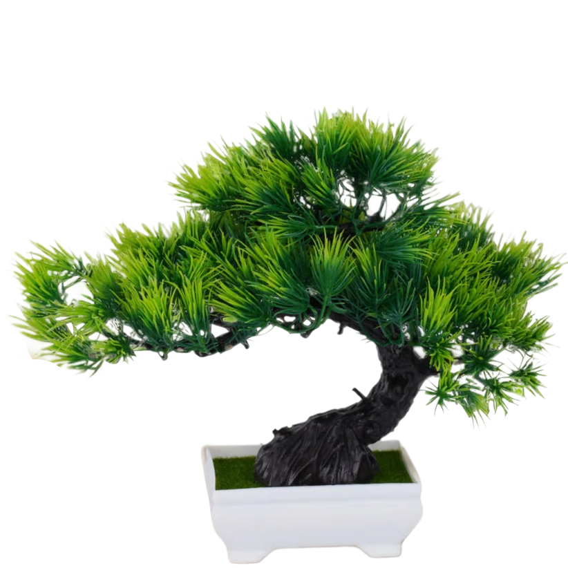 a bonsai tree in a white pot