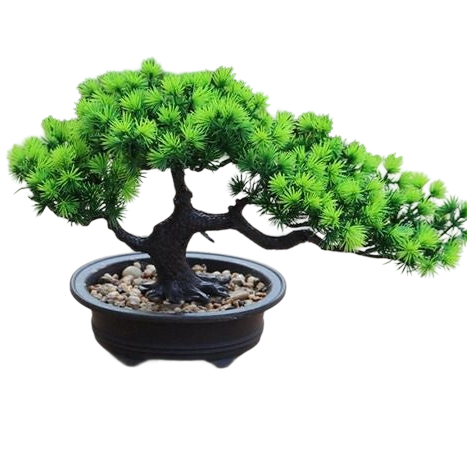 a green bonsai tree in a black pot