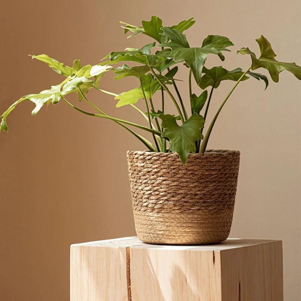 a potted plant sitting on top of a wooden block