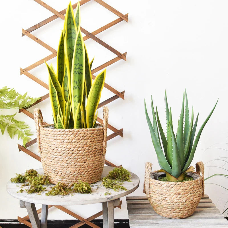 a couple of potted plants sitting on top of a table