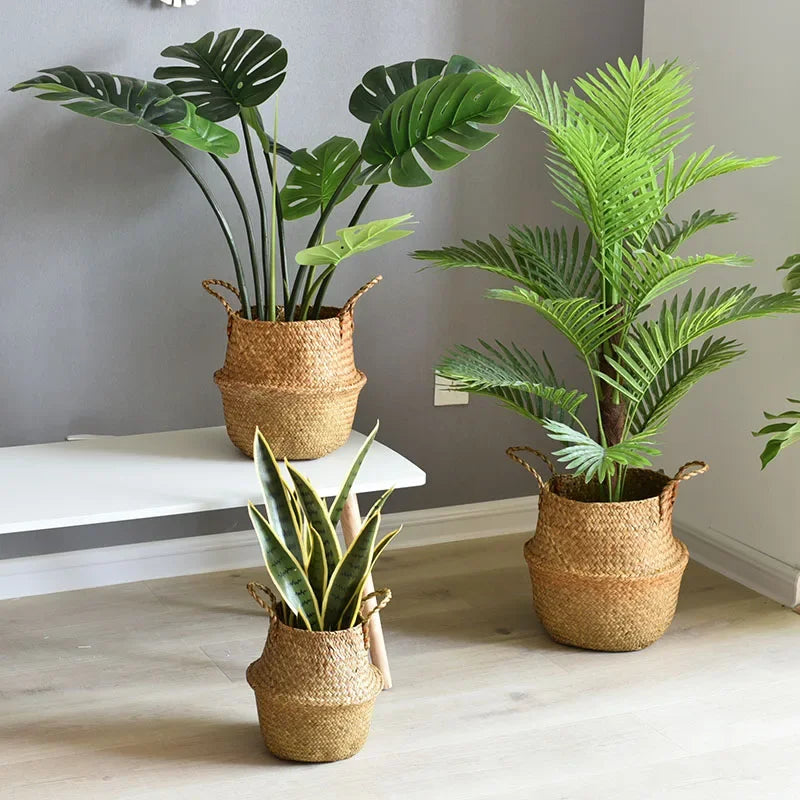 three different types of plants in baskets on a table