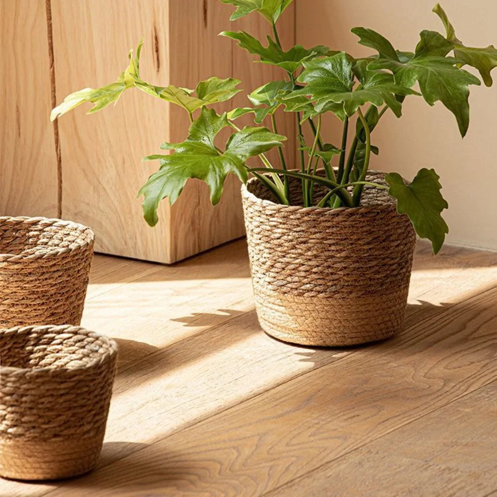 three planters with plants in them on a wooden floor