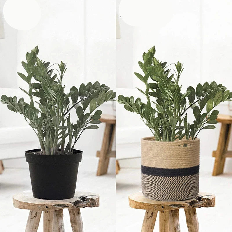 two potted plants sitting on wooden stools