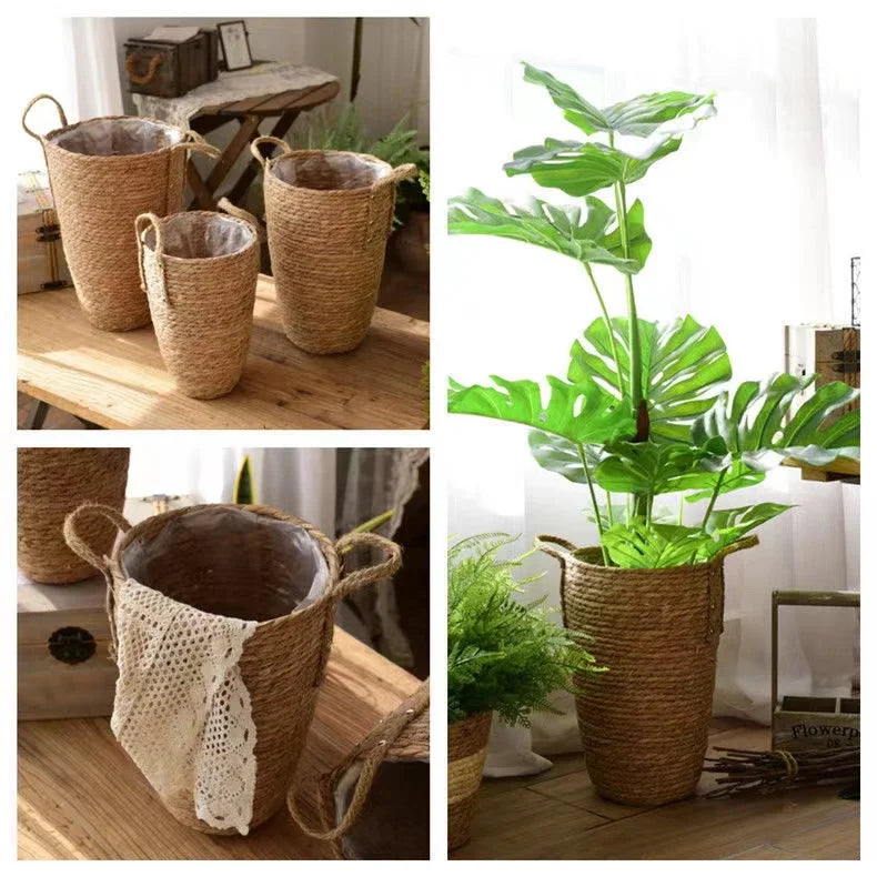 a collage of photos of a potted plant