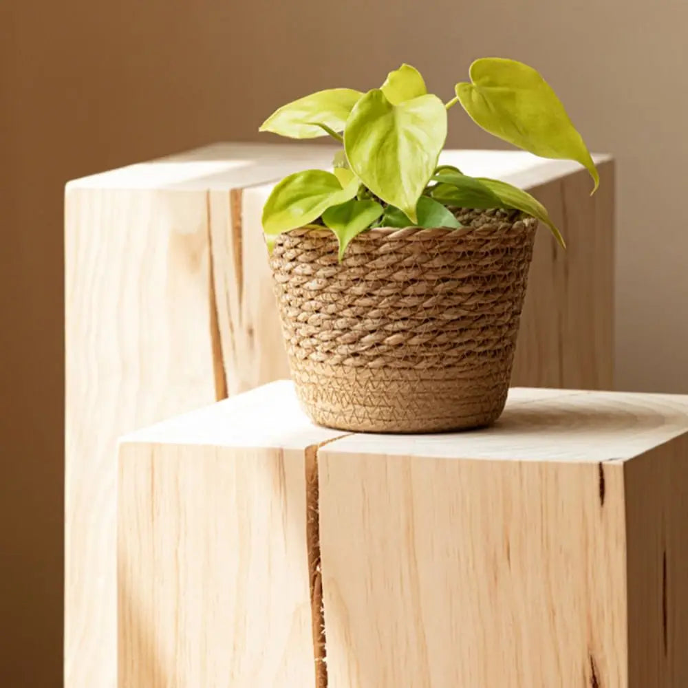 a potted plant sitting on top of a wooden block