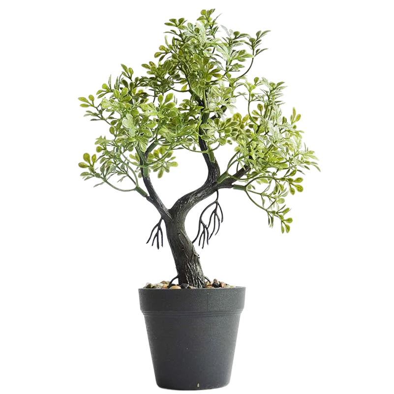 a bonsai tree in a pot on a black background