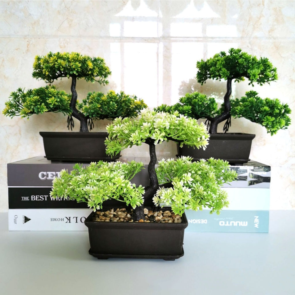 29 cm - Pine Bonsai Plant - Perfect for Home Dcor