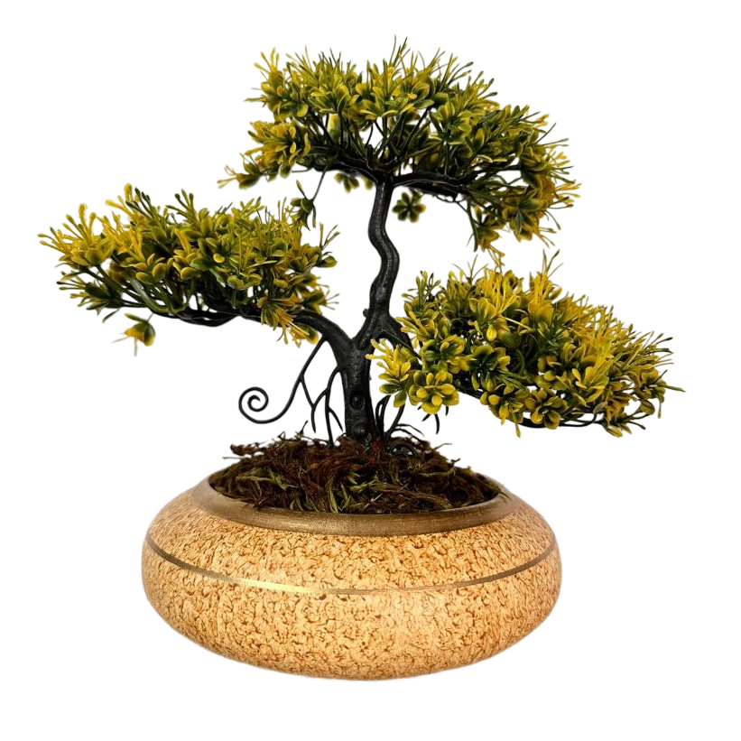 a bonsai tree in a pot on a black background