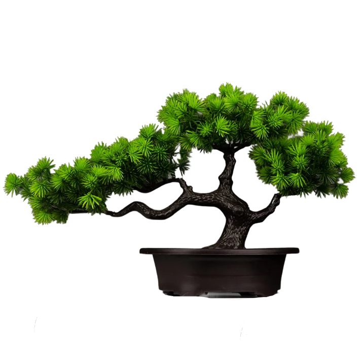 a green bonsai tree in a black pot